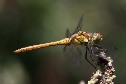 Sympetrum striolatum